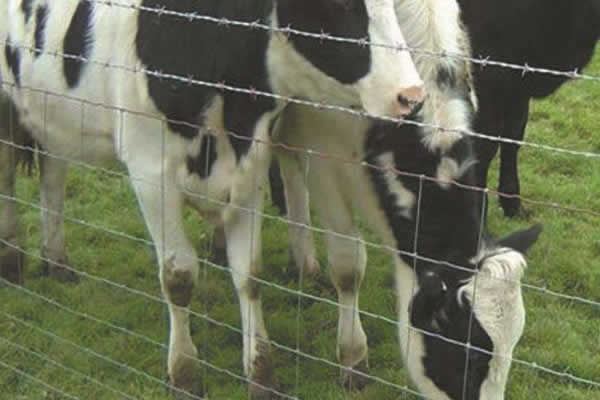 Anti climb graduated mesh fencing with strand of barbed wire