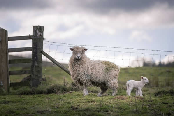 Mary Lou Ribbon Sheep Ring