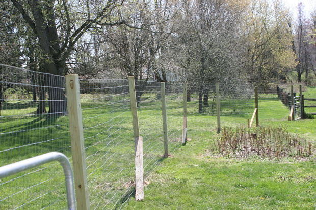 Galvanised welded mesh fence used as perimeter fences for gardens